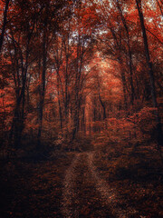Autumn woods