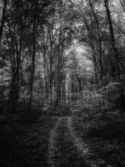 Autumn woods