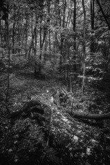 Autumn woods