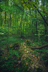 Autumn woods