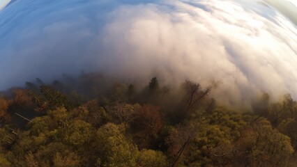 Fototapeta premium Forest in mist