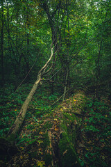 Autumn woods