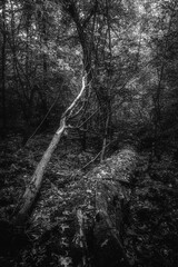 Autumn woods