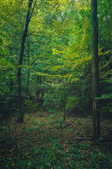 Autumn woods