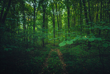 Autumn woods