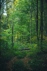 Autumn woods