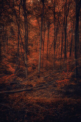 Autumn woods