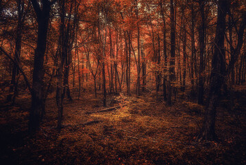 Fototapeta premium Autumn woods