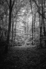 Autumn woods