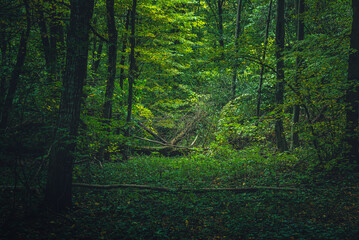 Autumn woods