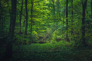 Autumn woods