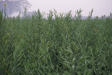 Green unripe mustard seeds on the mustard field, A bunch of mustard seeds in a field, Mustard being cultivated on a rural field