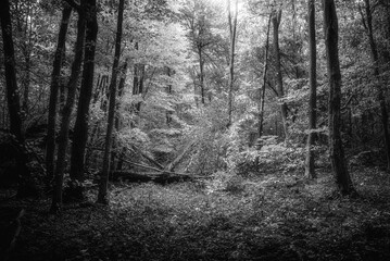 Autumn woods