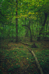 Autumn woods