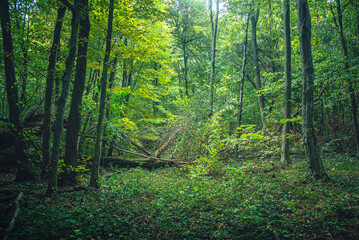 Autumn woods