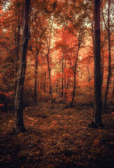 Autumn woods