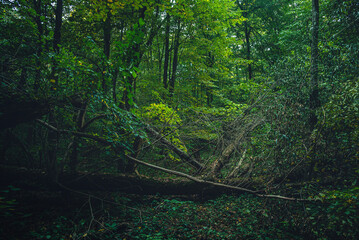 Autumn woods