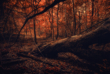 Autumn woods