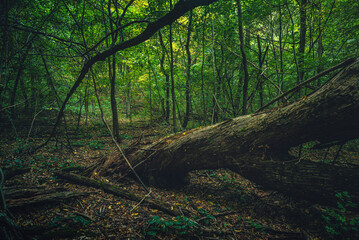 Autumn woods