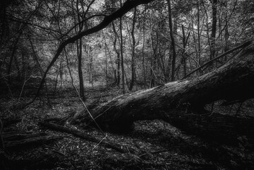 Autumn woods