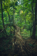 Autumn woods