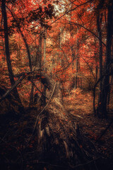 Autumn woods