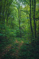Autumn woods