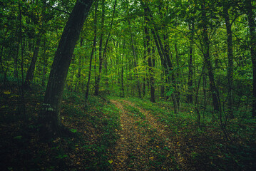 Autumn woods