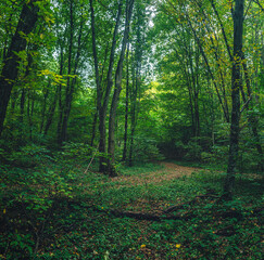 Autumn woods
