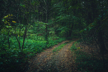 Autumn woods