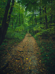 Autumn woods