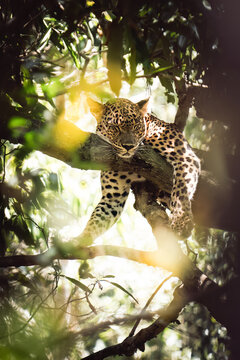 Leopard sleeping peacefully in tree in Sri Lanka