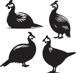 set of guinea fowl sitting poses, guinea fowl poses, resting bird, black and white bird, guinea fowl illustration, guinea fowl clipart