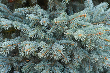 blue spruce branches close up background