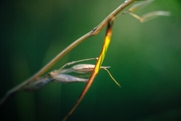 Spring nature