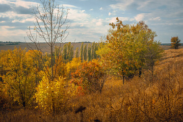 Fototapeta premium Autumn landscape on river