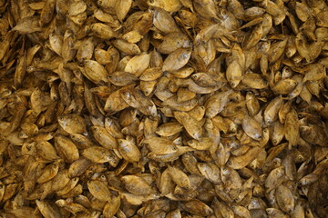 Mixed dried fish are displayed and sold at a fish market, Different types of dried fish along with...