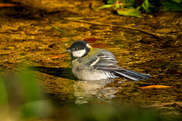 水浴びするシジュウカラ