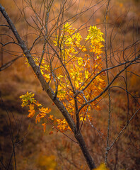 Autumn landscape on river