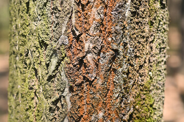 the bark of a pine tree is a close-up. background