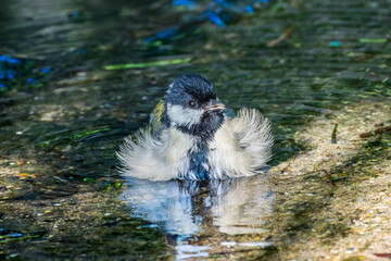 水浴びするシジュウカラ