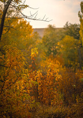 Autumn woods