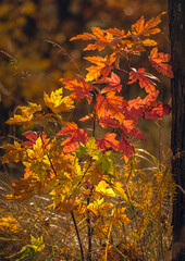 Autumn woods