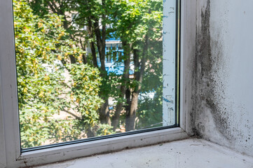 window mold. wet window glass