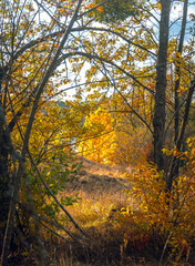 Autumn landscape on river