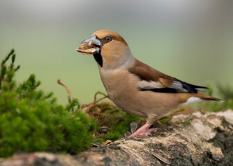 Gros bec casse noyau