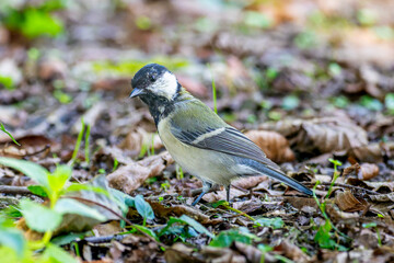 地面を歩くシジュウカラ