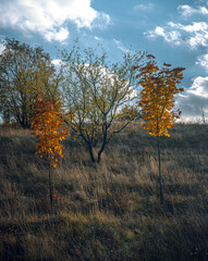 Fototapeta premium Autumn landscape on river