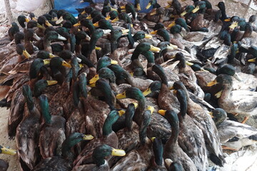 A flock of colorful ducks is up for sale in a market, A group of young ducks on a farm, Traditional duck farming in rural Asia