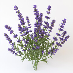Naklejka premium Lavender Plant in White Pot on White Background
